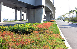 寧波市機(jī)場快速干道景觀綠化工程